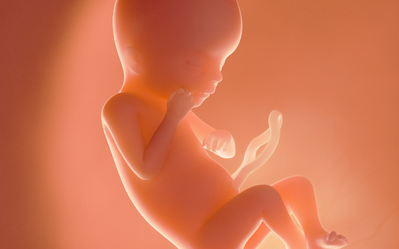 Abortion in Victoria Factsheet